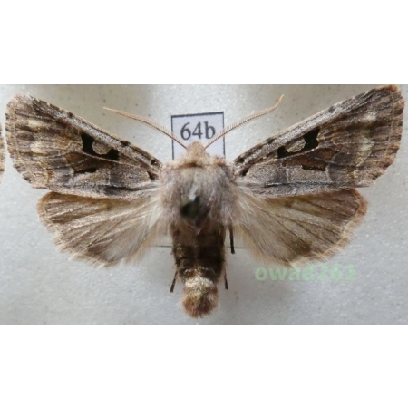 Orthosia gothica (Linnaeus, 1758) Czec64b